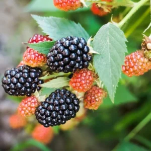 Osage Blackberry Plants Set of 2 - Live Blackberry Bushes for Planting - 4 to 6 Inch Tall - Garden Ready