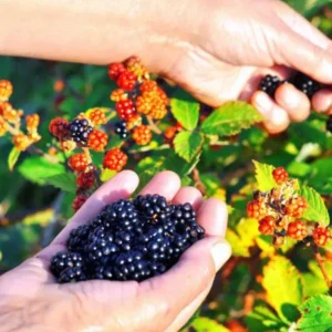 Osage Blackberry Plants Set of 2 - Live Blackberry Bushes for Planting - 4 to 6 Inch Tall - Garden Ready