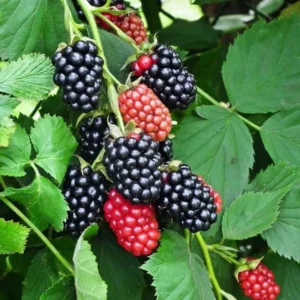 Osage Blackberry Plants Set of 2 - Live Blackberry Bushes for Planting - 4 to 6 Inch Tall - Garden Ready