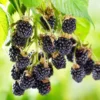 Ouachita Blackberry Plants - Set of 2 LiveBlackberry Fruit Bushes - Garden Ready