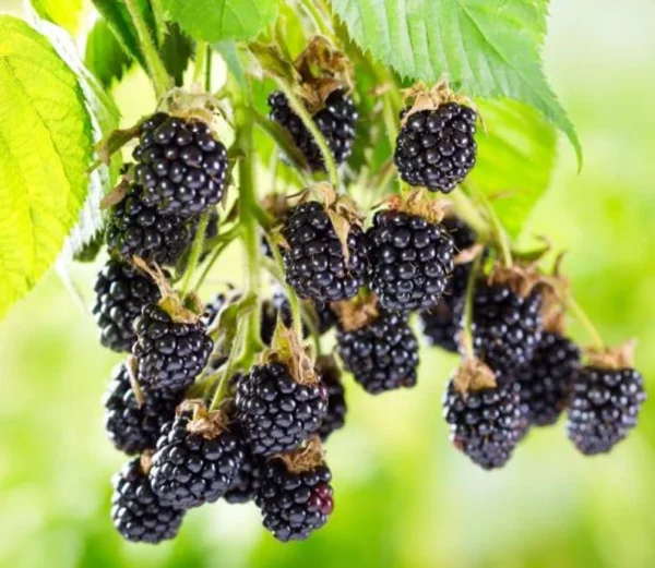 Ouachita Blackberry Plants - Set of 2 LiveBlackberry Fruit Bushes - Garden Ready