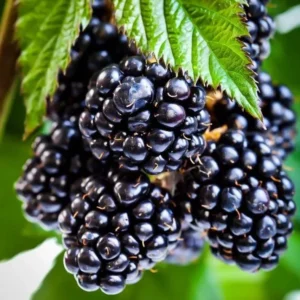 Ouachita Blackberry Plants - Set of 2 LiveBlackberry Fruit Bushes - Garden Ready