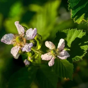 Ouachita Blackberry Plants - Set of 2 LiveBlackberry Fruit Bushes - Garden Ready