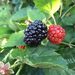 Ouachita Blackberry Plants - Set of 2 LiveBlackberry Fruit Bushes - Garden Ready