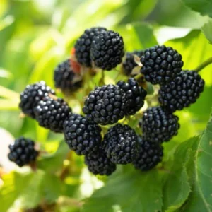 Ouachita Blackberry Plants - Set of 2 LiveBlackberry Fruit Bushes - Garden Ready