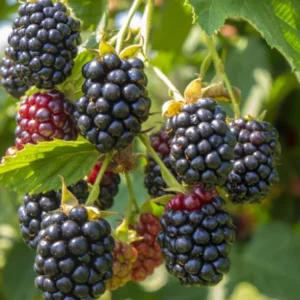 Ouachita Blackberry Plants - Set of 2 LiveBlackberry Fruit Bushes - Garden Ready