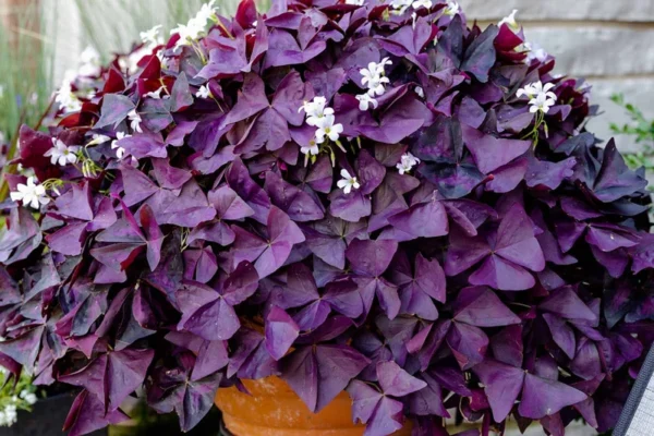 Oxalis Plant - Unique Houseplant for Your Home