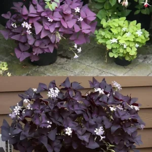 Oxalis Plant - Unique Houseplant for Your Home