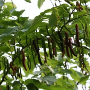 Pakistan Mulberry Tree Live Plant - Morus Macroura - 1-2 Ft Tall - 6" Pot
