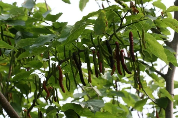 Pakistan Mulberry Tree Live Plant - Morus Macroura - 1-2 Ft Tall - 6" Pot