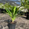 Pandan Plant - Live Pandanus Amaryllifolius Plant - 1Ft Tall - 6 Inch Pot - Fragrant Herb