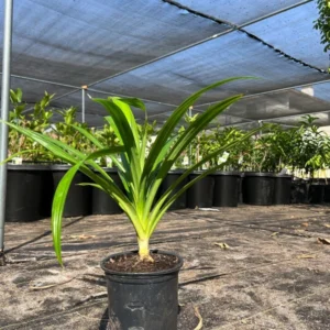 Pandan Plant - Live Pandanus Amaryllifolius Plant - 1Ft Tall - 6 Inch Pot - Fragrant Herb