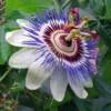 Passion Flower Becky's Blue/White Passiflora 4" Pot Exotic Vine