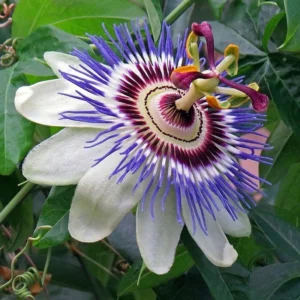 Passion Flower Becky's Blue/White Passiflora 4