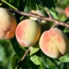 Peach Fruit Tree - 2-3 Ft Tall, Home Grown Fruit