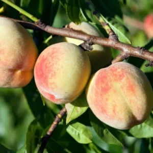 Peach Fruit Tree - 2-3 Ft Tall, Home Grown Fruit