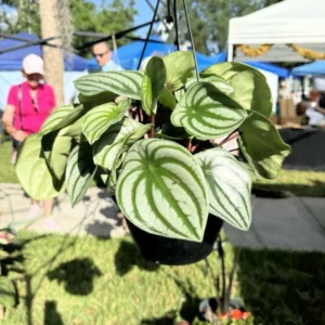 Peperomia Basket Plant - Trailing Indoor Houseplant - Easy Care