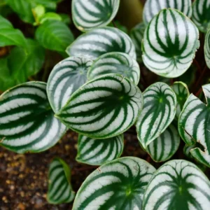 Peperomia Basket Plant - Trailing Indoor Houseplant - Easy Care