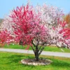 Peppermint Flowering Peach Tree - 2-3 ft - 6" Pot - Unique Blooms