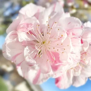 Peppermint Flowering Peach Tree - 2-3 ft - 6" Pot - Unique Blooms