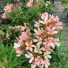 Petite Salmon Oleander Plant - 6 Inch Pot - Live Flower Plant