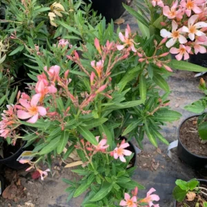 Petite Salmon Oleander Plant - 6 Inch Pot - Live Flower Plant