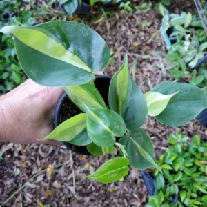 Philodendron Brasil Vine Live Plant 4" Pot - Clean Air Purifier