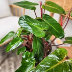 Philodendron Esmerald Plant In Pot - Potted Houseplant - Indoor Plant