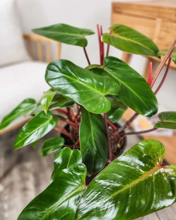 Philodendron Esmerald Plant In Pot - Potted Houseplant - Indoor Plant