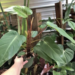 Philodendron Esmerald Plant In Pot - Potted Houseplant - Indoor Plant