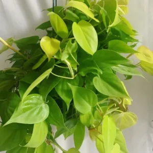 Philodendron Neon Basket - Vibrant Houseplant for Indoor Decor