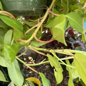 Philodendron Neon Basket - Vibrant Houseplant for Indoor Decor