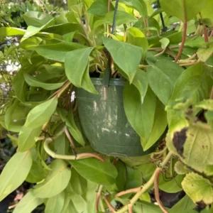 Philodendron Neon Basket - Vibrant Houseplant for Indoor Decor