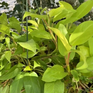 Philodendron Neon Basket - Vibrant Houseplant for Indoor Decor