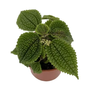 Pilea Plant - Moon Valley Pilea - 3.7