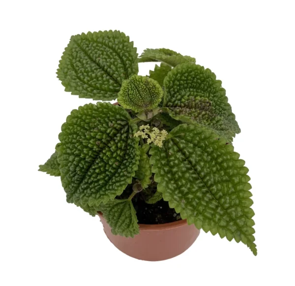 Pilea Plant - Moon Valley Pilea - 3.7" Pot - Unique Indoor Houseplant