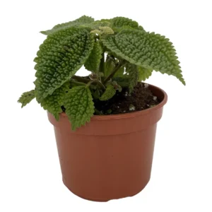 Pilea Plant - Moon Valley Pilea - 3.7" Pot - Unique Indoor Houseplant