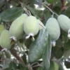 Pineapple Guava Plant - Feijoa Sellowiana - 1 ft Tall - in 6 inch Pot - Fruit Tree