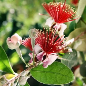 Pineapple Guava Plant - Feijoa Sellowiana - 1 ft Tall - in 6 inch Pot - Fruit Tree
