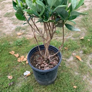 Pineapple Guava Plant - Feijoa Sellowiana - 1 ft Tall - in 6 inch Pot - Fruit Tree