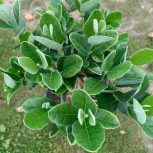 Pineapple Guava Plant - Feijoa Sellowiana - 1 ft Tall - in 6 inch Pot - Fruit Tree