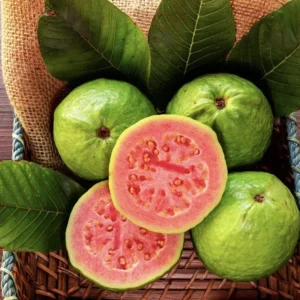 Pineapple Guava Tree Organic Plant in Pot 2