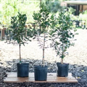 Pineapple Guava Tree Organic Plant in Pot 2" or 3" Garden Ready