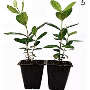 Pineapple Guava Tree Organic Plant in Pot 2