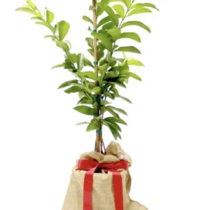 Pineapple Guava Tree Organic Plant in Pot 2