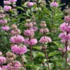 Pink Bluebeard Caryopteris Plant - 4 inch Pot - Summer Blooms