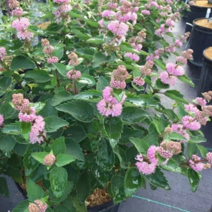 Pink Bluebeard Caryopteris Plant - 4 inch Pot - Summer Blooms