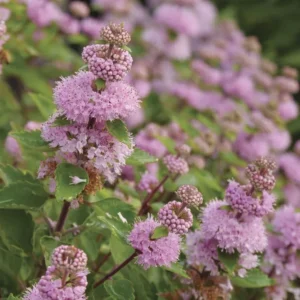 Pink Bluebeard Caryopteris Plant - 4 inch Pot - Summer Blooms
