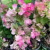 Pink Bougainvillea Tree Vine - 1-2 Feet Tall - 6 Inch Pot - Flowering Plant