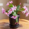 Pink Easter Cactus Live Plant - 2 Inch Pot - 5 Inch Tall - Spring Cactus